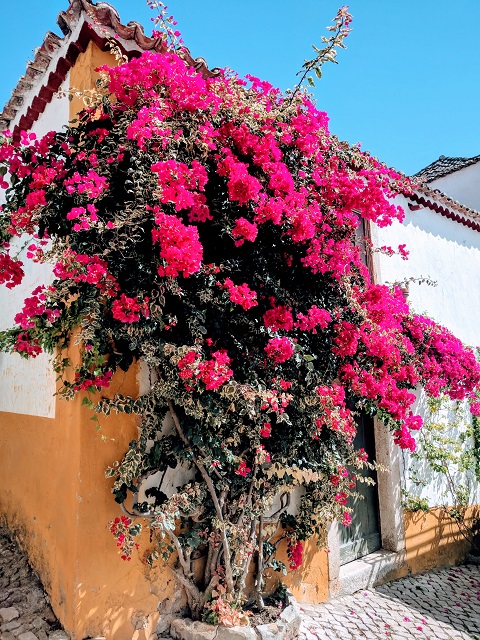 鮮やかな花が咲き乱れるオビドスの街並み